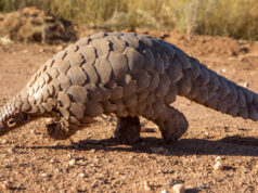 NESREA Hails Pangolin Rescues as Conservation Awareness Rises