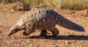 NESREA Hails Pangolin Rescues as Conservation Awareness Rises