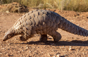 NESREA Hails Pangolin Rescues as Conservation Awareness Rises